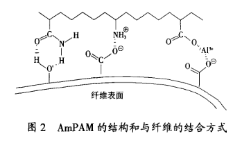 圖2為AmPAM的結構和與纖維的結合方式