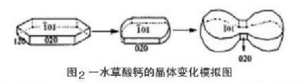 圖2一水草酸鈣的品體變化模擬圖