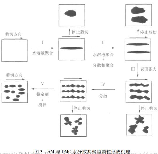 圖3 AM與DMC水分散共聚物顆粒形成機理